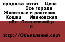 продажа котят  › Цена ­ 15 000 - Все города Животные и растения » Кошки   . Ивановская обл.,Лежневский р-н